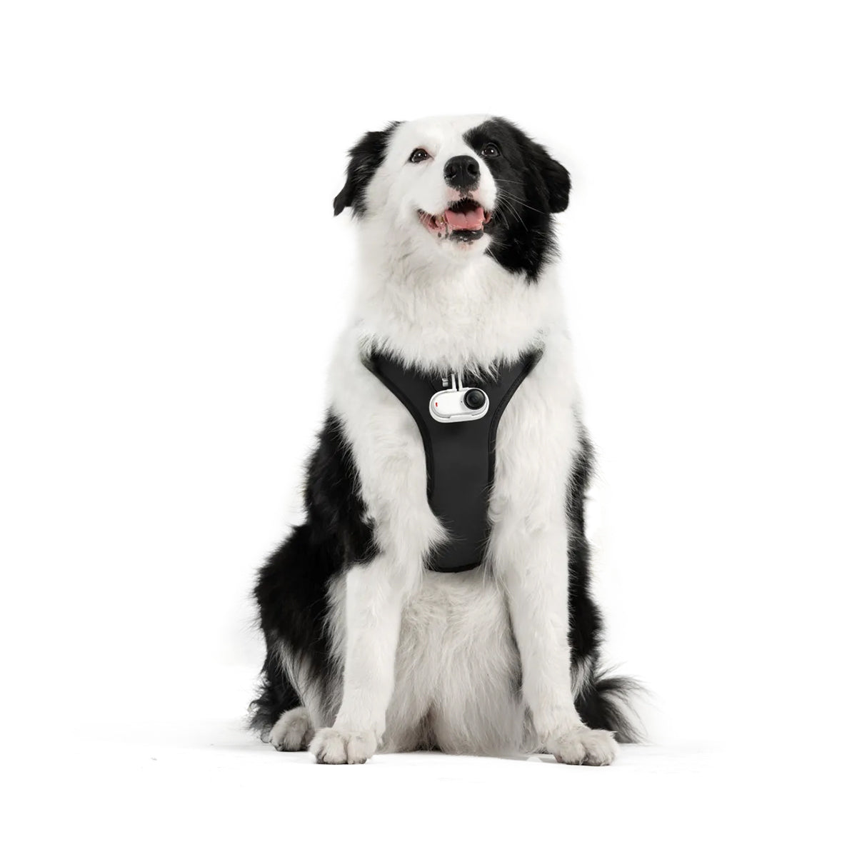 Montura de Arnés para Mascotas | Insta360