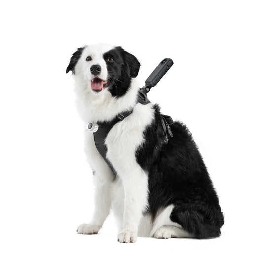 Montura de Arnés para Mascotas | Insta360